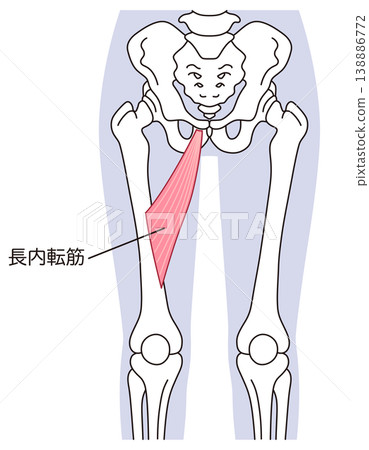 Adductor longus muscle; adductor muscles; thigh muscles Adductor longus muscle; adductor muscles; thigh muscles 138886772