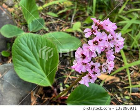 Delicate pink flowers, pink wildflowers, pretty Himalayan saxifrage flowers, clusters of pink Himalayan saxifrage flowers Delicate pink flowers, pink wildflowers, pretty Himalayan saxifrage flowers, clusters of pink Himalayan saxifrage flowers 138886931