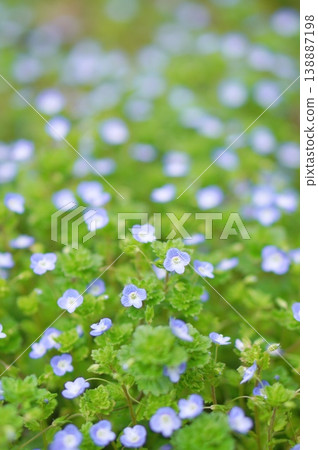 波斯Speedwell 波斯Speedwell 138887198