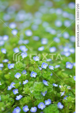 Persian speedwell Persian speedwell 138887200