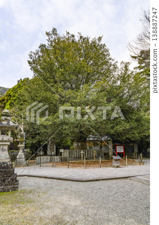 Kumano Hayatama Taisha Okami Tree Kumano Hayatama Taisha Okami Tree 138887247