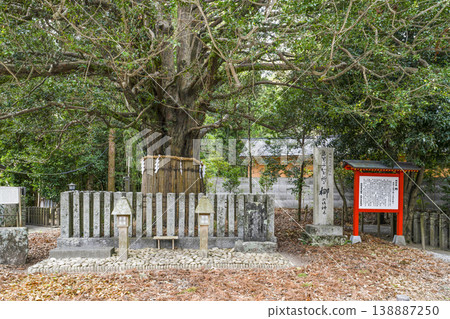 Kumano Hayatama Taisha Okami Tree 138887250