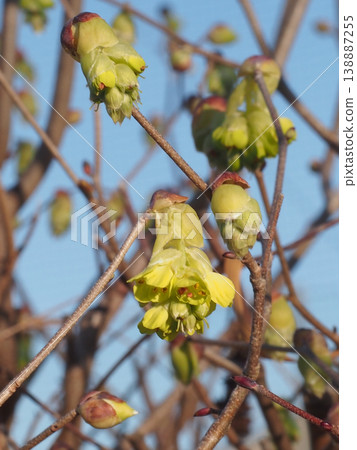 Blue sky and Tosa dogwood (cream-yellow flowers and buds of Tosa dogwood at the ends of the branches) Blue sky and Tosa dogwood (cream-yellow flowers and buds of Tosa dogwood at the ends of the branches) 138887255