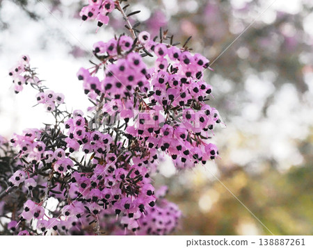 陰涼處的細葉石楠（一種淡紫色的細葉石楠品種） 138887261