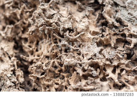Closeup of termite nest soil structure showing intricate natural patterns and rough earthy texture highlighting insect habitat and organic formation in dry environment 138887283