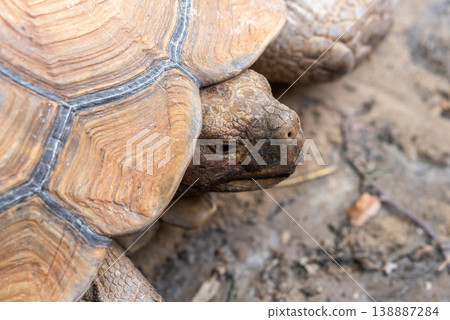 Closeup of tortoise head and shell showing detailed scales and natural texture in earthy environment highlighting wildlife behavior and reptile anatomy in soft focus outdoor setting 138887284