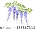 Hand-drawn watercolor-style illustration of wisteria flowers 138887318