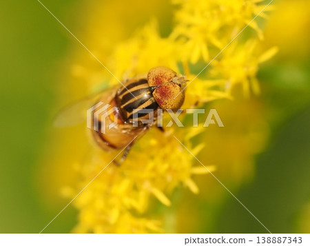 A yellow-banded hoverfly on the flower of goldenrod. A yellow-banded hoverfly on the flower of goldenrod. 138887343