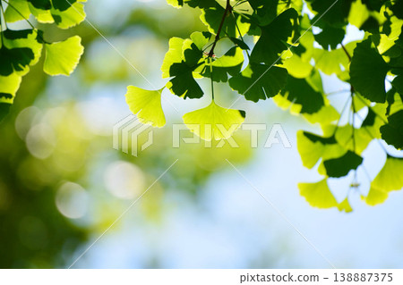 Fresh green gingko leaves Fresh green gingko leaves 138887375
