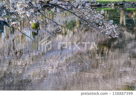 櫻花在水面上 櫻花在水面上 138887399