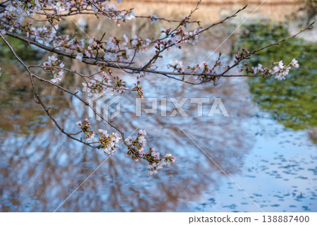 Reflecting cherry tree 138887400