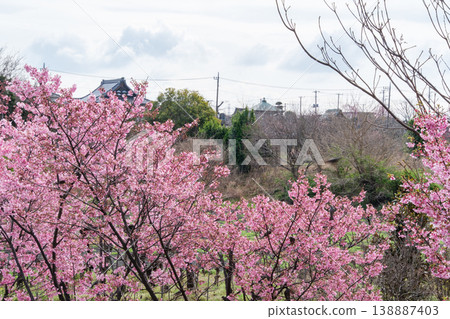 寺廟和盛開的桃花 寺廟和盛開的桃花 138887403