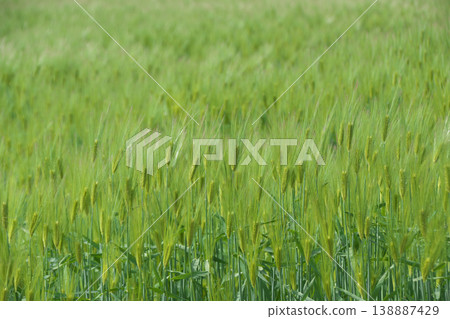 Wheat field 138887429