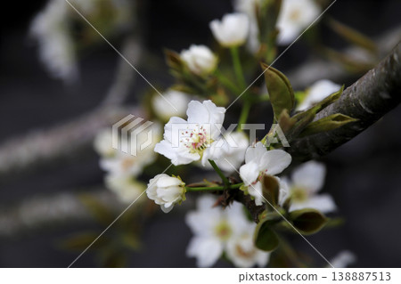 In early spring, white flowers bloom in full glory on a pear tree. 138887513