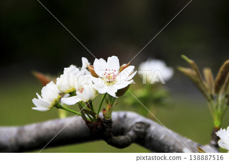 In early spring, white flowers bloom in full glory on a pear tree. In early spring, white flowers bloom in full glory on a pear tree. 138887516