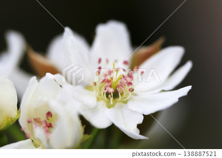 In early spring, white flowers bloom in full glory on a pear tree. In early spring, white flowers bloom in full glory on a pear tree. 138887521