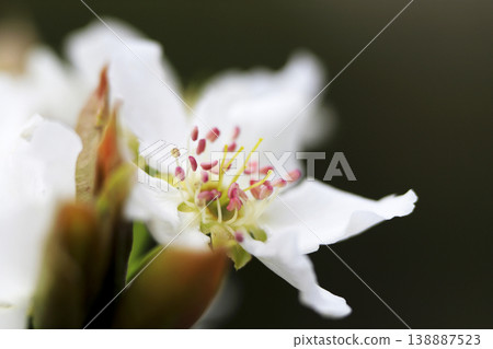 In early spring, white flowers bloom in full glory on a pear tree. In early spring, white flowers bloom in full glory on a pear tree. 138887523