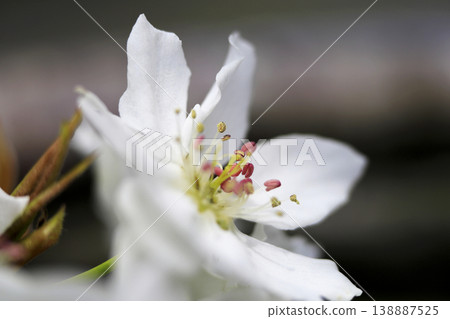 In early spring, white flowers bloom in full glory on a pear tree. In early spring, white flowers bloom in full glory on a pear tree. 138887525