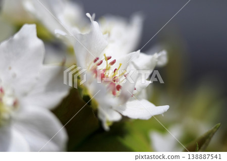 In early spring, white flowers bloom in full glory on a pear tree. In early spring, white flowers bloom in full glory on a pear tree. 138887541