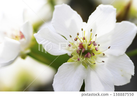 In early spring, white flowers bloom in full glory on a pear tree. 138887550