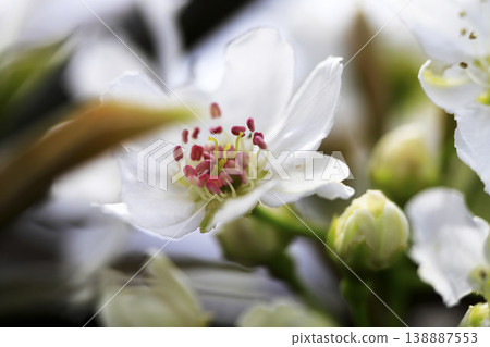 In early spring, white flowers bloom in full glory on a pear tree. 138887553
