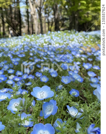 A field of nemophila flowers, blue spring flowers, a natural landscape. 138887624