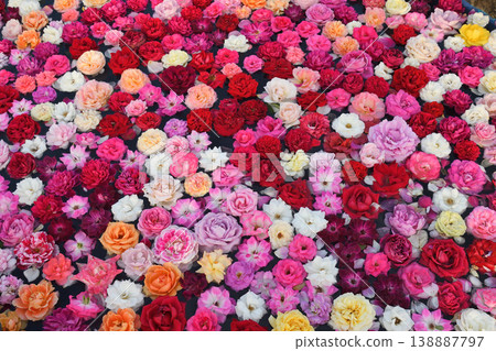 rose rose 138887797