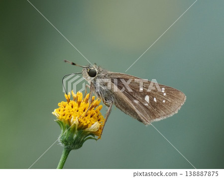 Skipper butterfly, yellow flowers of the Bidens genus 138887875