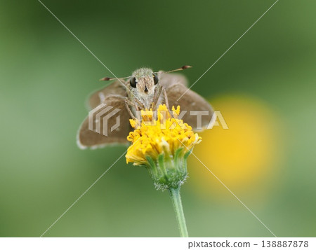 Skipper butterfly, yellow flowers of the Bidens genus Skipper butterfly, yellow flowers of the Bidens genus 138887878