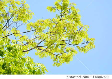 Fresh green (N) Fresh green (N) 138887882