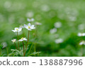 Nirinsou 138887996