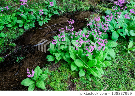 粳稻報春 138887999