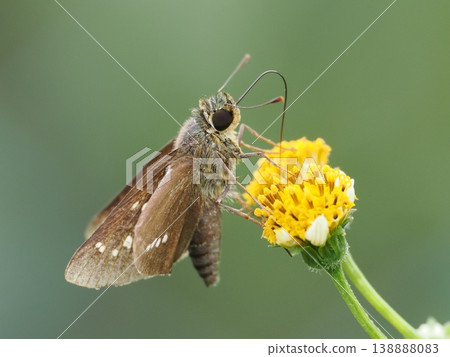 A Common Skipper butterfly on a yellow flower of the Bidens genus. A Common Skipper butterfly on a yellow flower of the Bidens genus. 138888083
