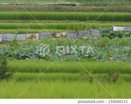A landscape of terraced rice fields with lotus flowers in bloom. 138888131