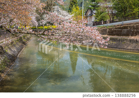 京都市諸葉隧道出口附近琵琶湖運河沿岸盛開的櫻花。 京都市諸葉隧道出口附近琵琶湖運河沿岸盛開的櫻花。 138888256