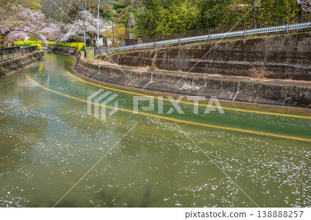 京都市諸葉隧道出口附近琵琶湖運河沿岸盛開的櫻花。 京都市諸葉隧道出口附近琵琶湖運河沿岸盛開的櫻花。 138888257