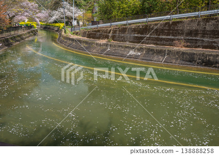 Cherry blossoms blooming along the Lake Biwa Canal, near the exit of the Moroha Tunnel, Kyoto City. Cherry blossoms blooming along the Lake Biwa Canal, near the exit of the Moroha Tunnel, Kyoto City. 138888258