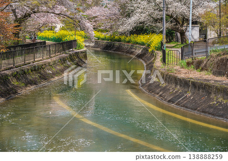 京都市諸葉隧道出口附近琵琶湖運河沿岸盛開的櫻花。 138888259