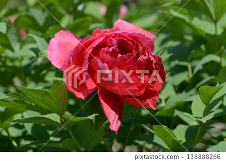 深紅牡丹 138888266