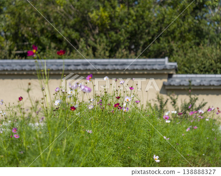 Cosmos flowers blooming at Hokiji Temple Cosmos flowers blooming at Hokiji Temple 138888327