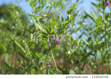 Vicia cracca flowers blooming in the spring countryside Vicia cracca flowers blooming in the spring countryside 138888346