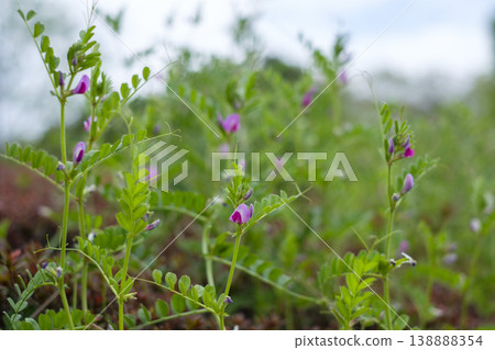Vicia cracca flowers blooming in the spring countryside 138888354