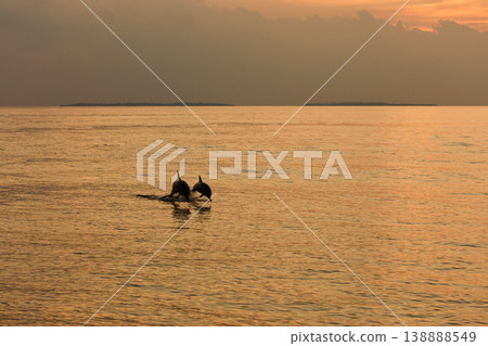 A couple of dolphins jump out of the water at sunset, they frolic, mating, in the background is a beautiful sky during sunset A couple of dolphins jump out of the water at sunset, they frolic, mating, in the background is a beautiful sky during sunset 138888549