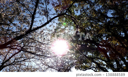 Sunlight peeking through the fully bloomed cherry blossoms Sunlight peeking through the fully bloomed cherry blossoms 138888589