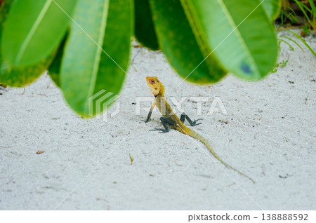 A beautiful multicolored lizard on the white sand of the Maldives island, posing for the camera 138888592
