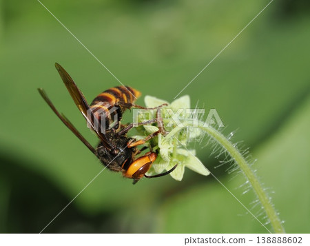 A small hornet was found on a wild cucumber flower. A small hornet was found on a wild cucumber flower. 138888602