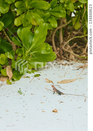 A beautiful multicolored lizard on the white sand of the Maldives island, posing for the camera A beautiful multicolored lizard on the white sand of the Maldives island, posing for the camera 138888623