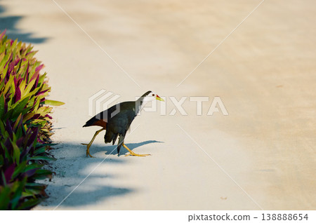 A black bird walks among flowers and trees on the island of Maldives at sunset 138888654