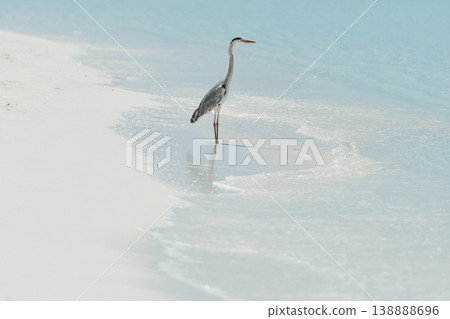 A lone stork stands and hunts on the white sand of the Maldives coast on a sunny day, blue water all around, small waves A lone stork stands and hunts on the white sand of the Maldives coast on a sunny day, blue water all around, small waves 138888696