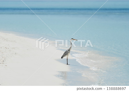 A lone stork stands and hunts on the white sand of the Maldives coast on a sunny day, blue water all around, small waves A lone stork stands and hunts on the white sand of the Maldives coast on a sunny day, blue water all around, small waves 138888697